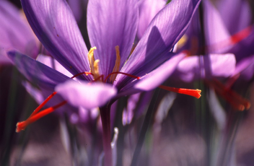 Crocus Sativus
