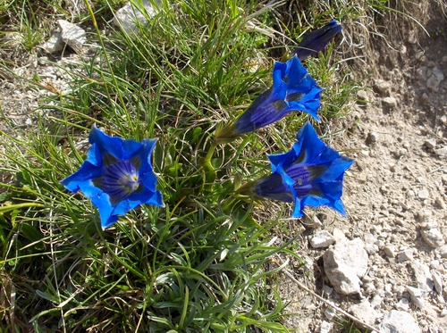 Genziana