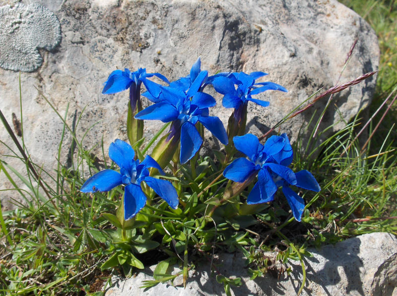 Genziana Verna