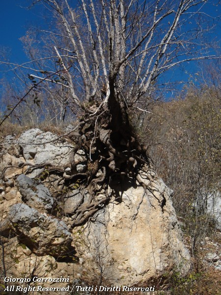 Monte Cava per la "via dei Boliviani"...