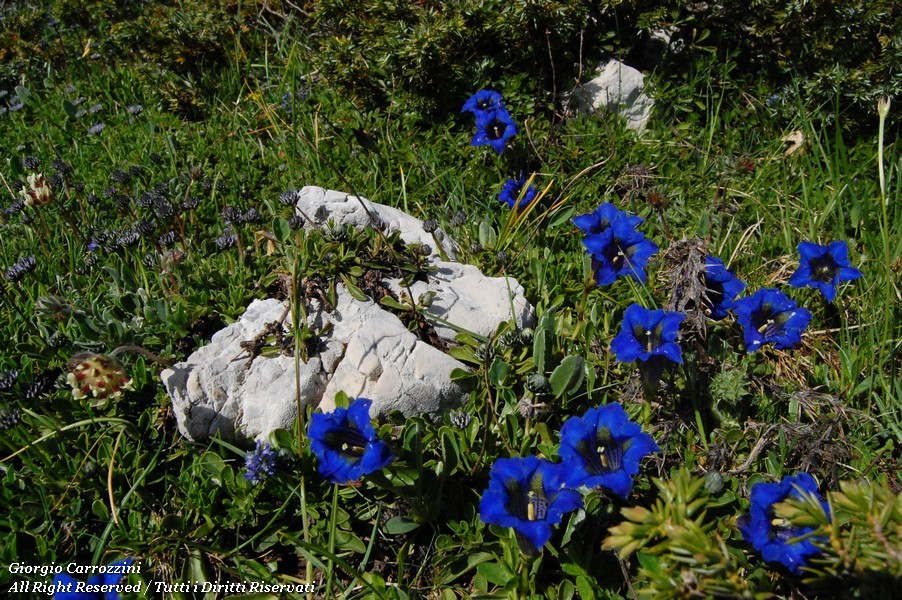 Genziane di Montagna