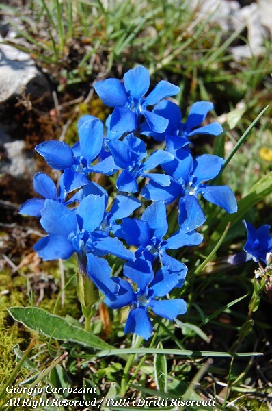 Genziane di Montagna