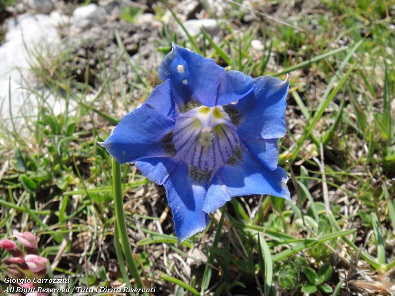 Genziane di Montagna
