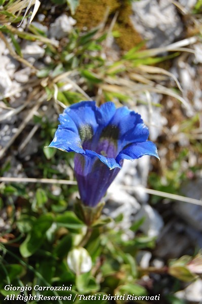 Genziane di Montagna