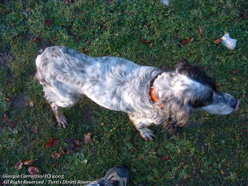 Monte Viglio, tradire la fiducia di un cane...