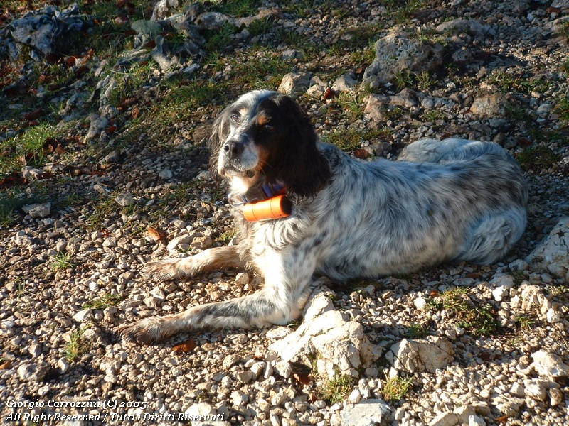 Monte Viglio, tradire la fiducia di un cane...