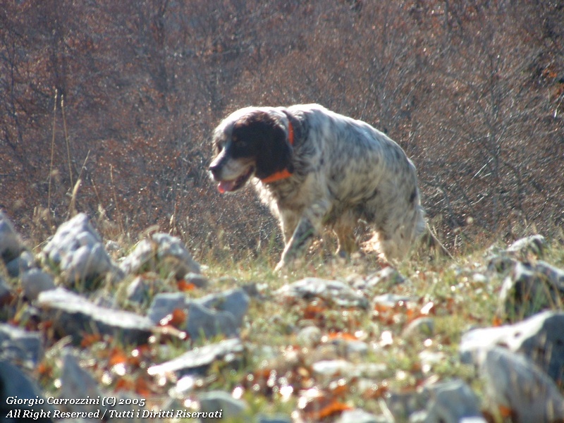 Monte Viglio, tradire la fiducia di un cane...