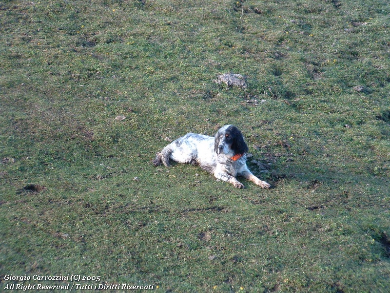 Monte Viglio, tradire la fiducia di un cane...