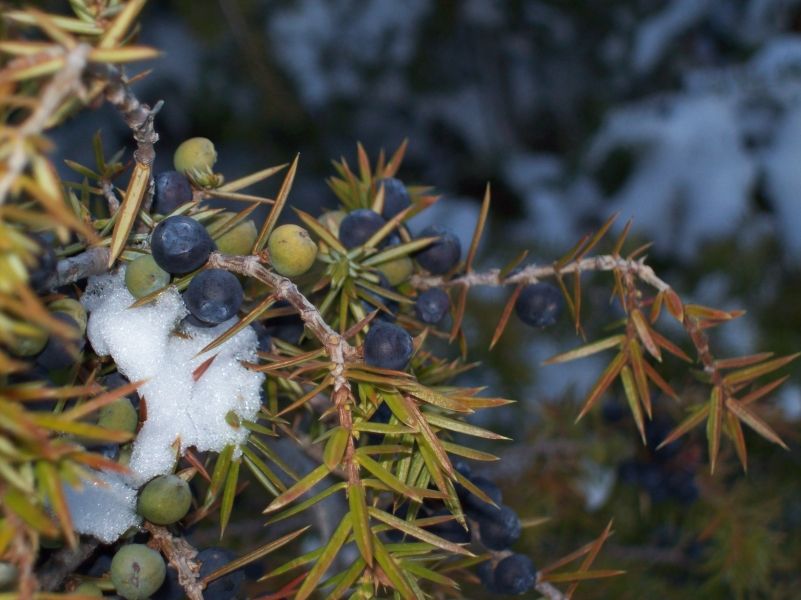 Ginepro comune (Juniperus communis L.)