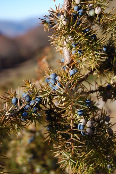 Ginepro comune (Juniperus communis L.)