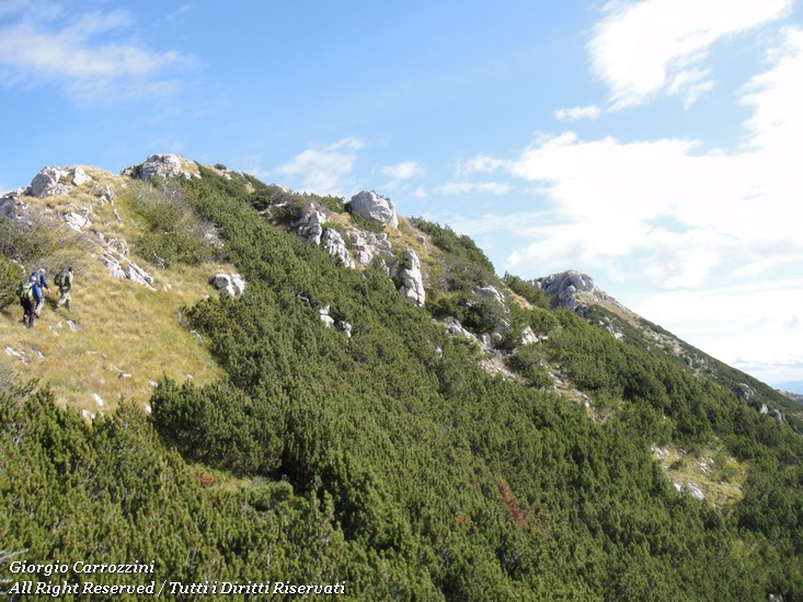 Pino mugo (Pinus mugo Torra)