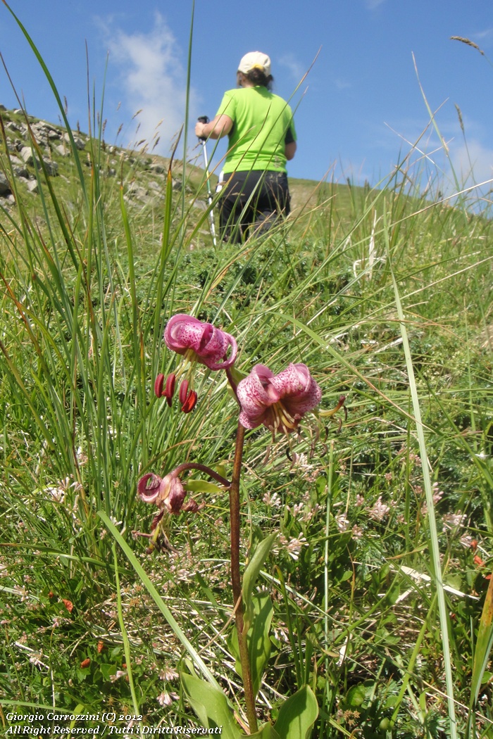 Alpe di Succiso, il regalo più bello