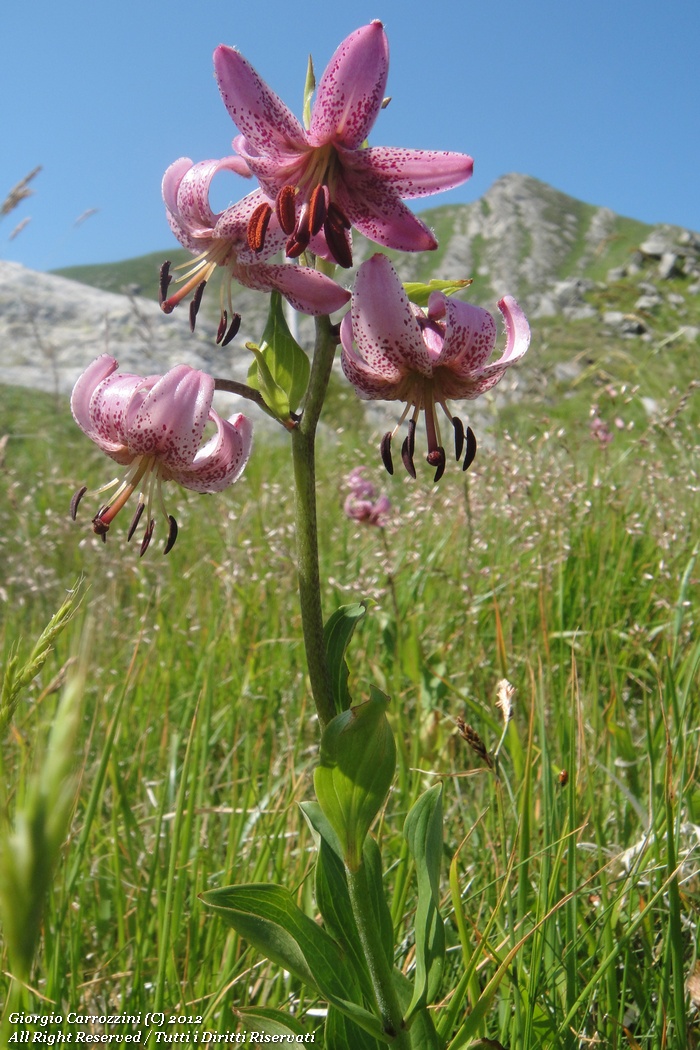 Alpe di Succiso, il regalo più bello