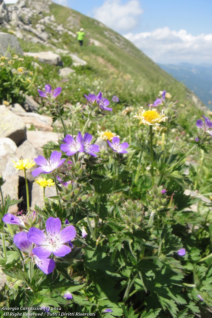 Alpe di Succiso, il regalo più bello