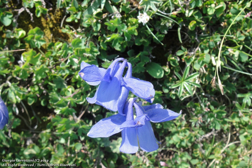 Aquilegia alpina L.
