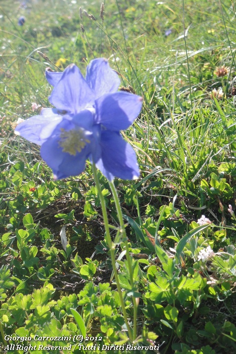 Aquilegia alpina L.