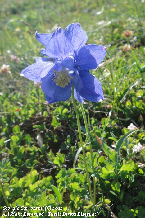 Aquilegia alpina L.