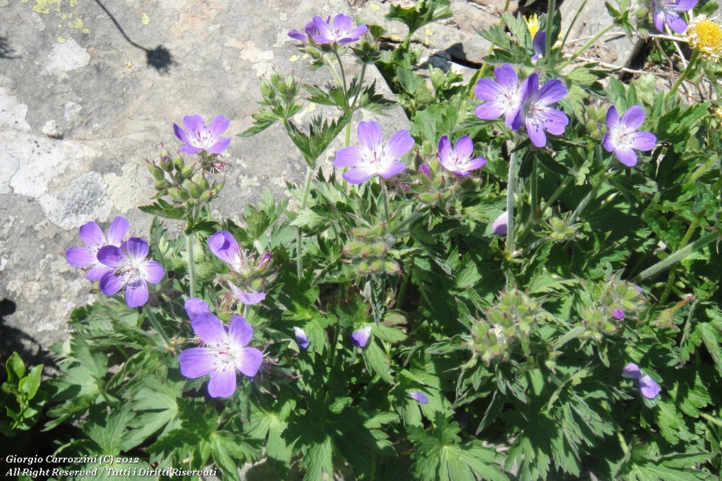 Geranium sylvaticum L.