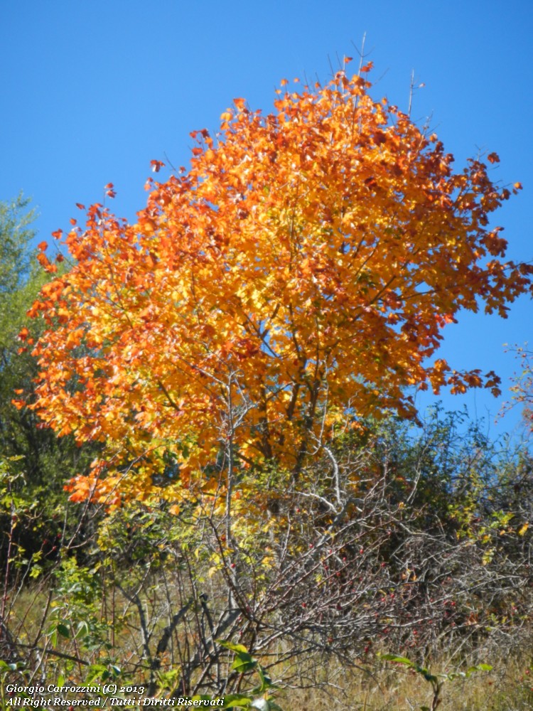 Un milione di colori, un milione di pensieri...