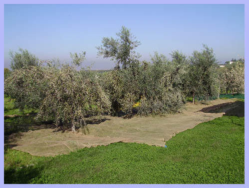 La Fattoria di Valentino