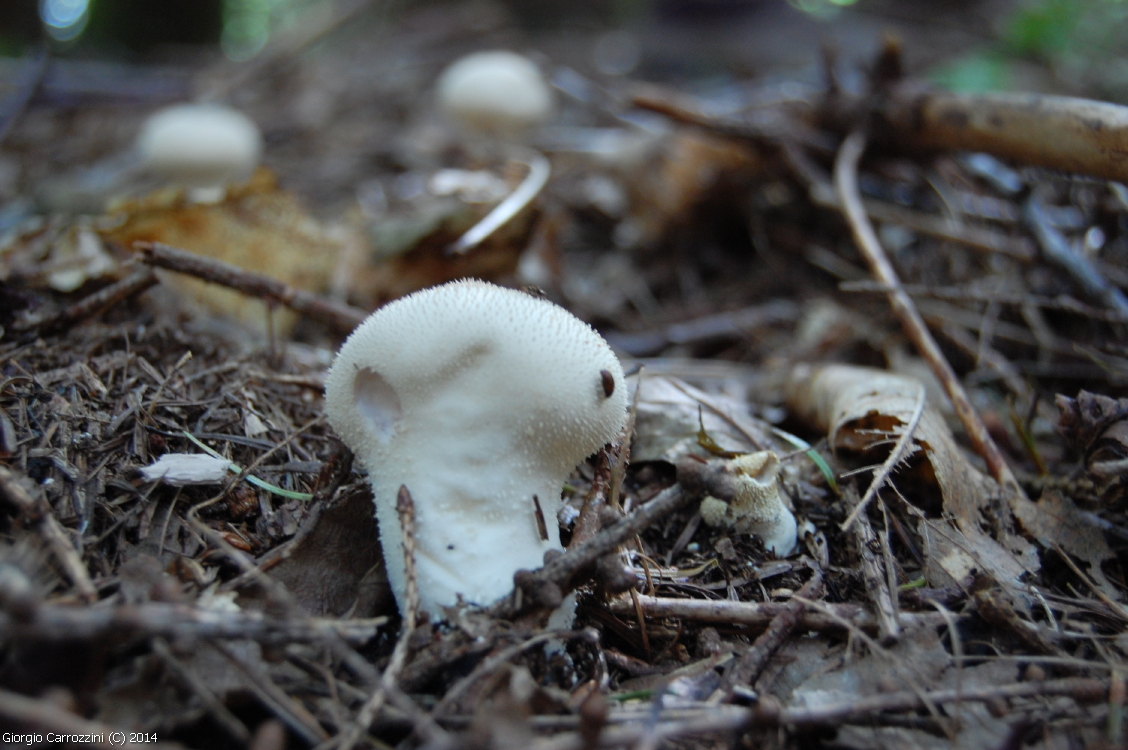 Gallerie Fotografica di Funghi Estivi