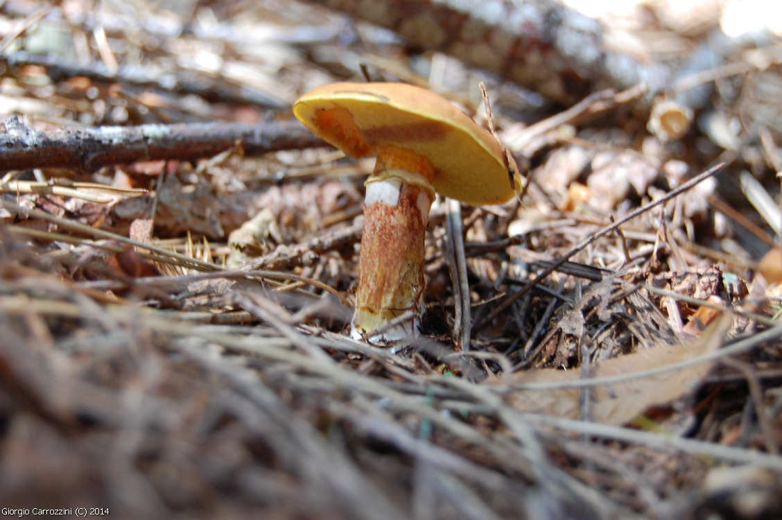 Gallerie Fotografica di Funghi Estivi