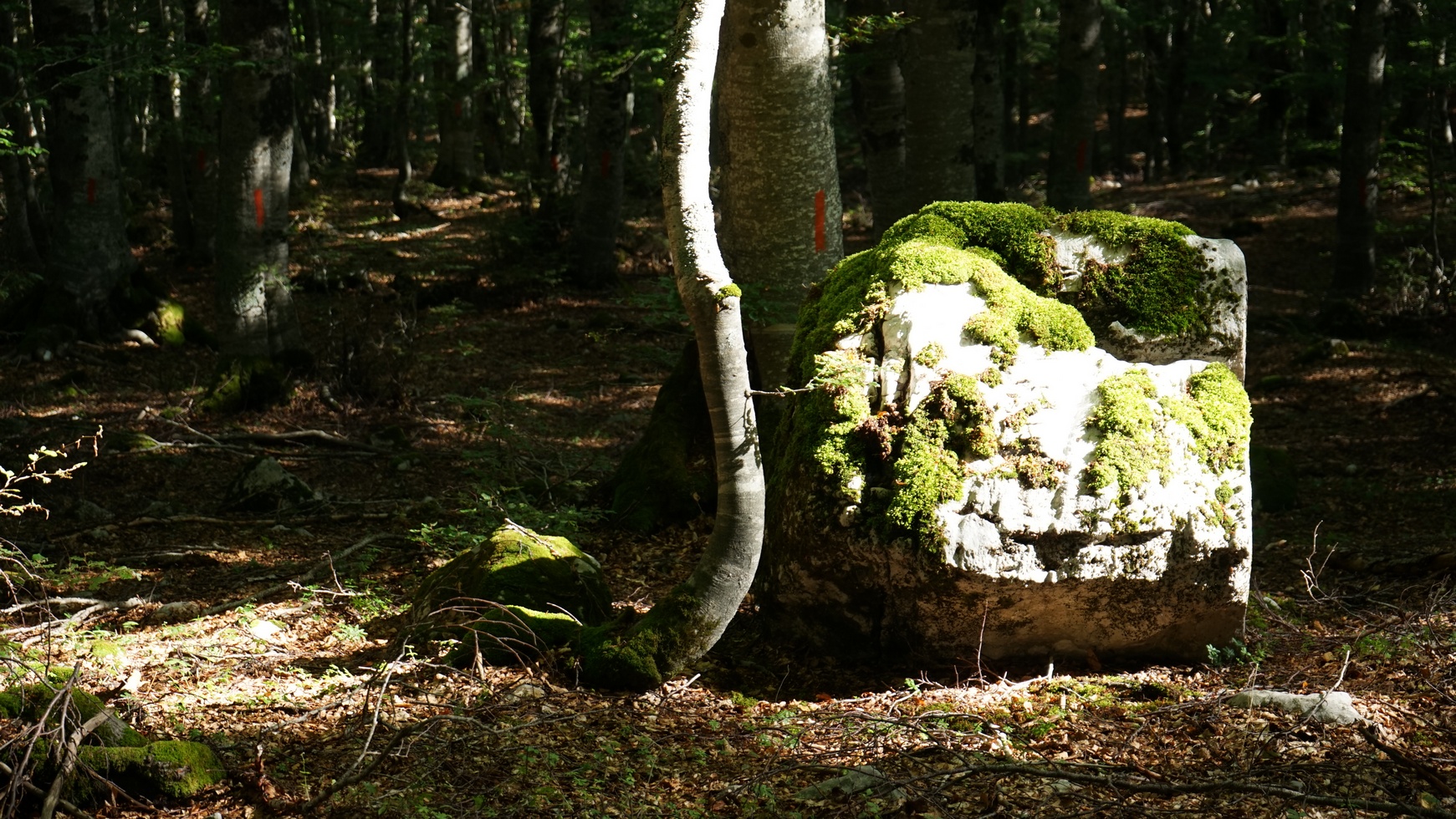 Dal Valico della Chiesola al Rifugio di Prato San Rocco