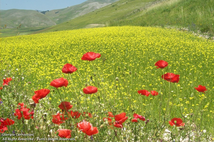 Distese di Fiori in Appennino