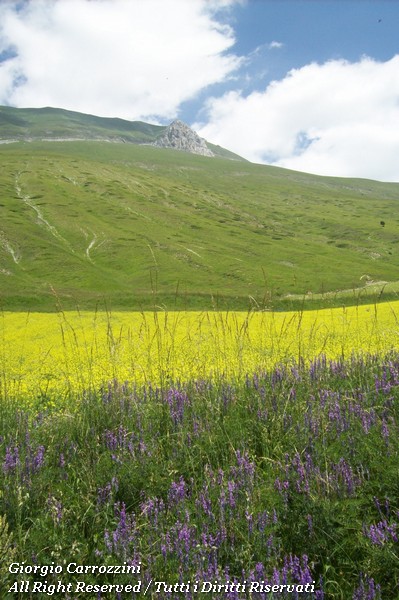 Distese di Fiori in Appennino
