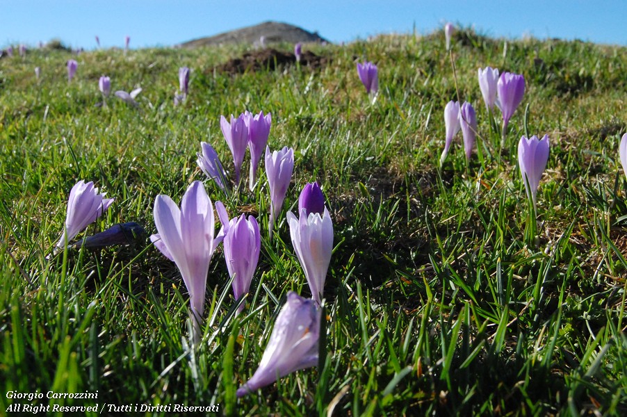 Distese di Fiori in Appennino