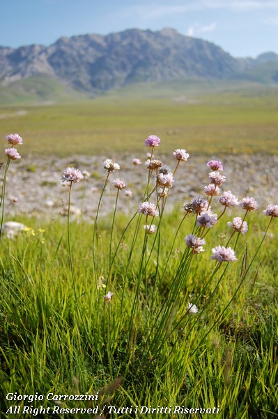 Distese di Fiori in Appennino
