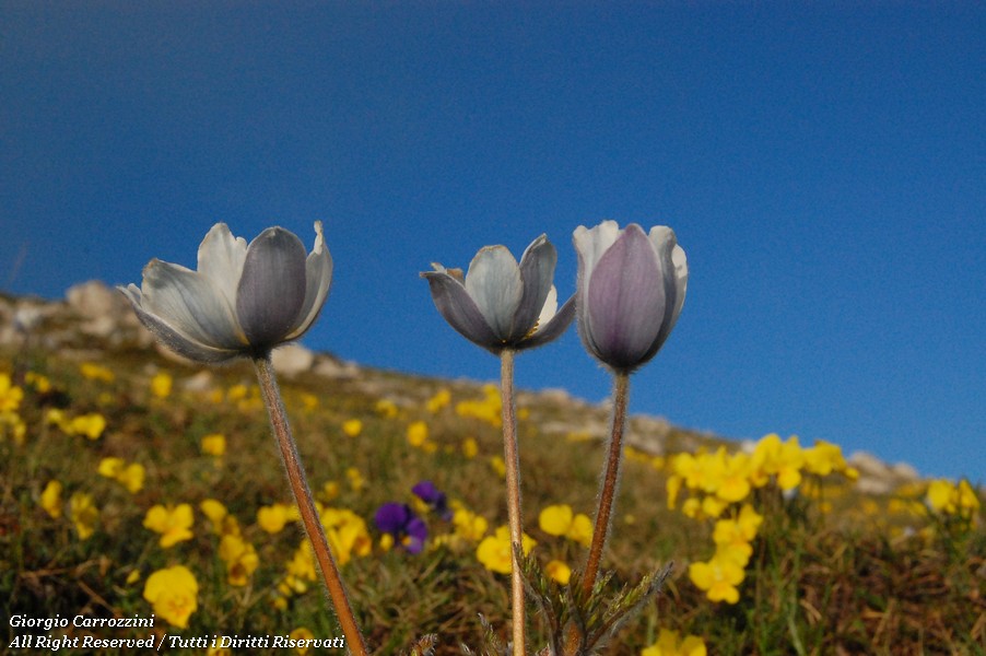 Distese di Fiori in Appennino