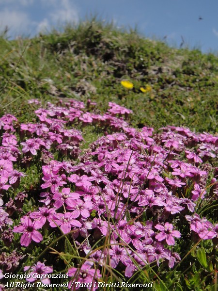Distese di Fiori in Appennino