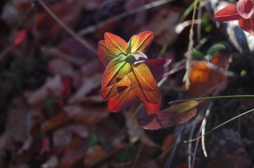 Breve vademecum per l'appassionato di fotografia naturalistica