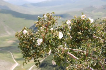 Rosa selvatica (Rosa canina L.)