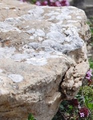 Arenaria