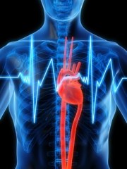 Fisiologia dello sforzo (Parte I)