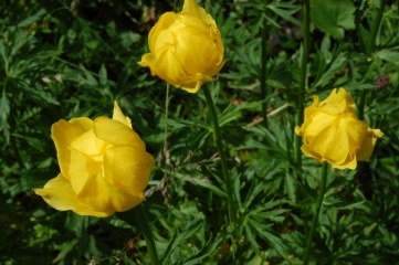 Botton d'Or - Trollius europaeus L.