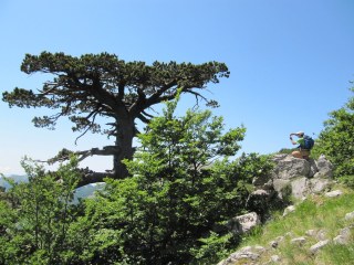 Monte Pollino (2248 m) - Nel regno di Apollo, tra millenari Pini Loricati