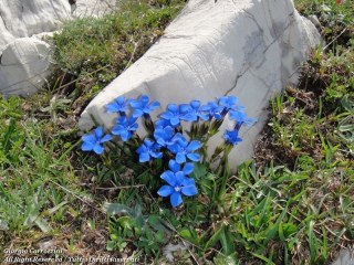 Genziane di Montagna