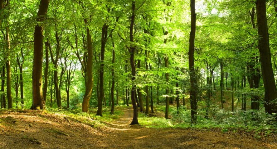 Sentiero di terra battuta in un bosco di latifoglie verde illuminato dal sole