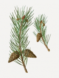 Pino silvestre (Pinus sylvestris L.)